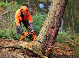 How Our Tree Care Process Works  in Thomson, GA